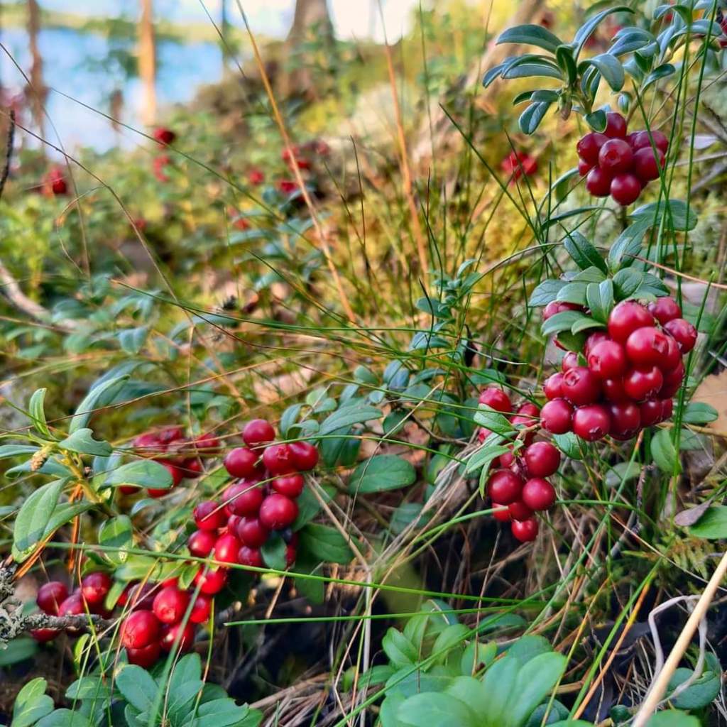 Johanna Lätti, ehdokas, kunnallisvaalit 2021 Vantaa Vihreät